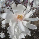 Magnolia loebneri 'Ballerina' - Baum-Sternmagnolie