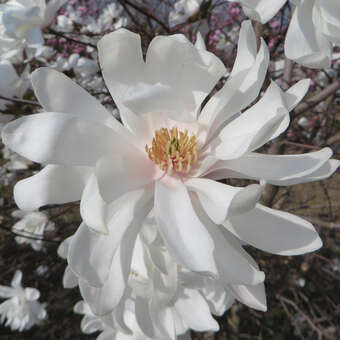 Baum-Sternmagnolie - Magnolia loebneri 'Ballerina'