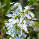 Amelanchier 'Ballerina' - Kupfer-Felsenbirne