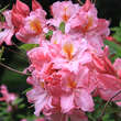 Azalea lut. 'Cecile': Bild 1/1