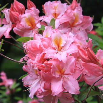 Azalea lut. 'Cecile'