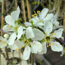 Prunus domestica 'Cacaks Frühe' - Zwetschke