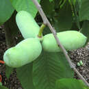 Asimina triloba 'Wells' - Pawpaw, Indianerbanane