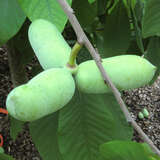 Asimina triloba 'Wells' - Pawpaw, Indianerbanane