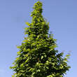 Carpinus betulus 'Lucas': Bild 4/5