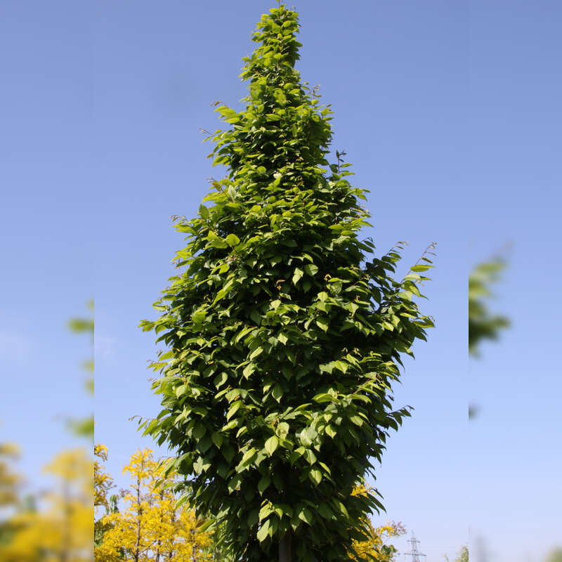 SäulenHainbuche Carpinus betulus 'Lucas'