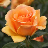Rose 'Easy Going' - Englische Beetrose