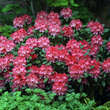 Rhododendron Yakusimanum Hybr. - rot: Bild 1/1