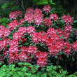 Rhododendron Yakusimanum Hyb. rot: Bild 1/1