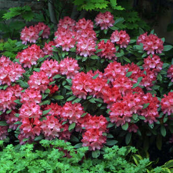 Rhododendron - Rhododendron Yakusimanum Hybr. - rot