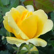 Rose 'Rimosa': Bild 6/6