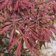 Acer palmatum 'Earthfire': Bild 1/3