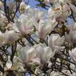 Magnolia denudata: Bild 6/7