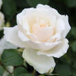 Rose 'Princess of Wales': Bild 1/5