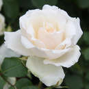 Rose 'Princess of Wales' (’Diana-Rose’) - Englische Beetrose