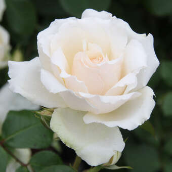Rose 'Princess of Wales'