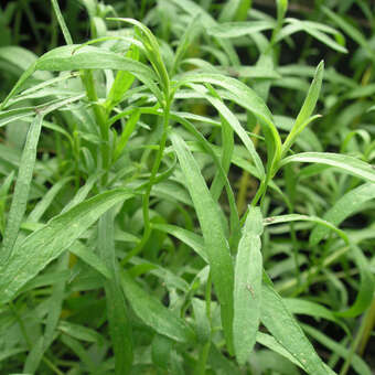 Artemisia dracunculus