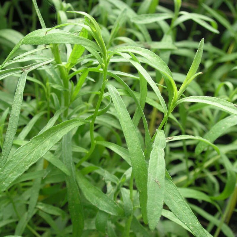 Estragon - Artemisia dracunculus - gelb