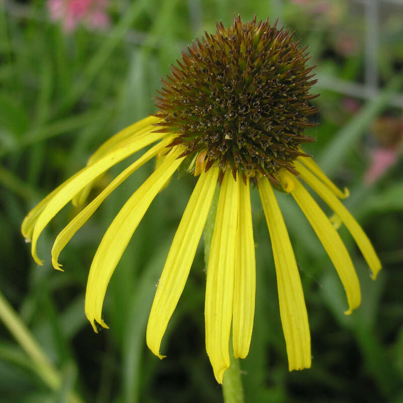 Sonnenhut Echinacea paradoxa gelb