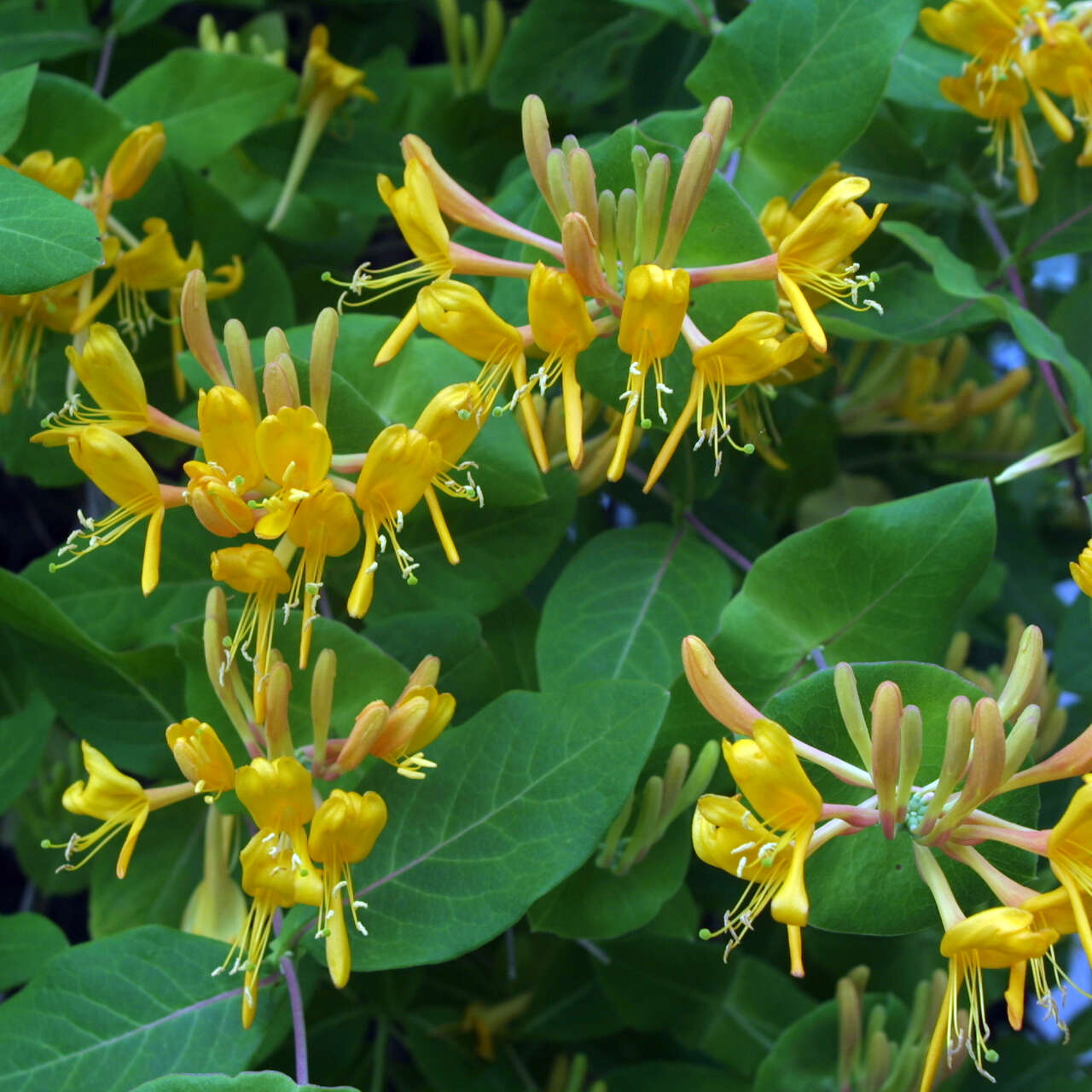 Schlingendes Geißblatt Lonicera tellmanniana gelb