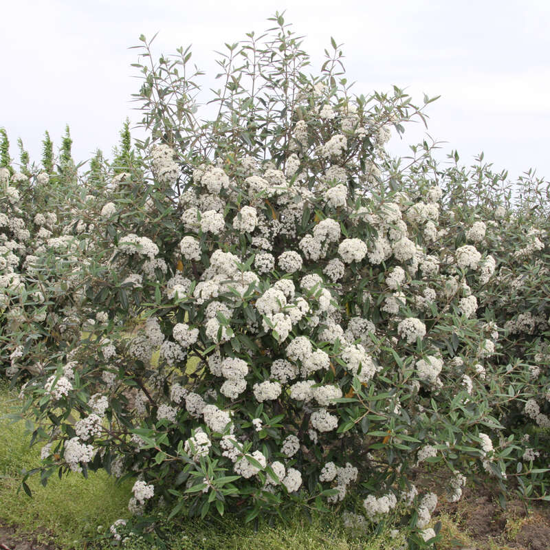 Immergrüner Schneeball Viburnum 'Pragense' weiß