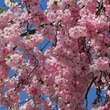 Prunus 'Accolade': Bild 3/8