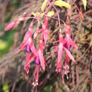 Fuchsia 'Riccartonii' - Freilandfuchsie