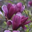 Magnolia liliiflora 'Nigra': Bild 3/5