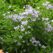 Campanula lactiflora 'Loddon Anna': Bild 1/2