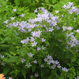 Campanula lactiflora 'Loddon Anna' - Dolden-Glockenblume