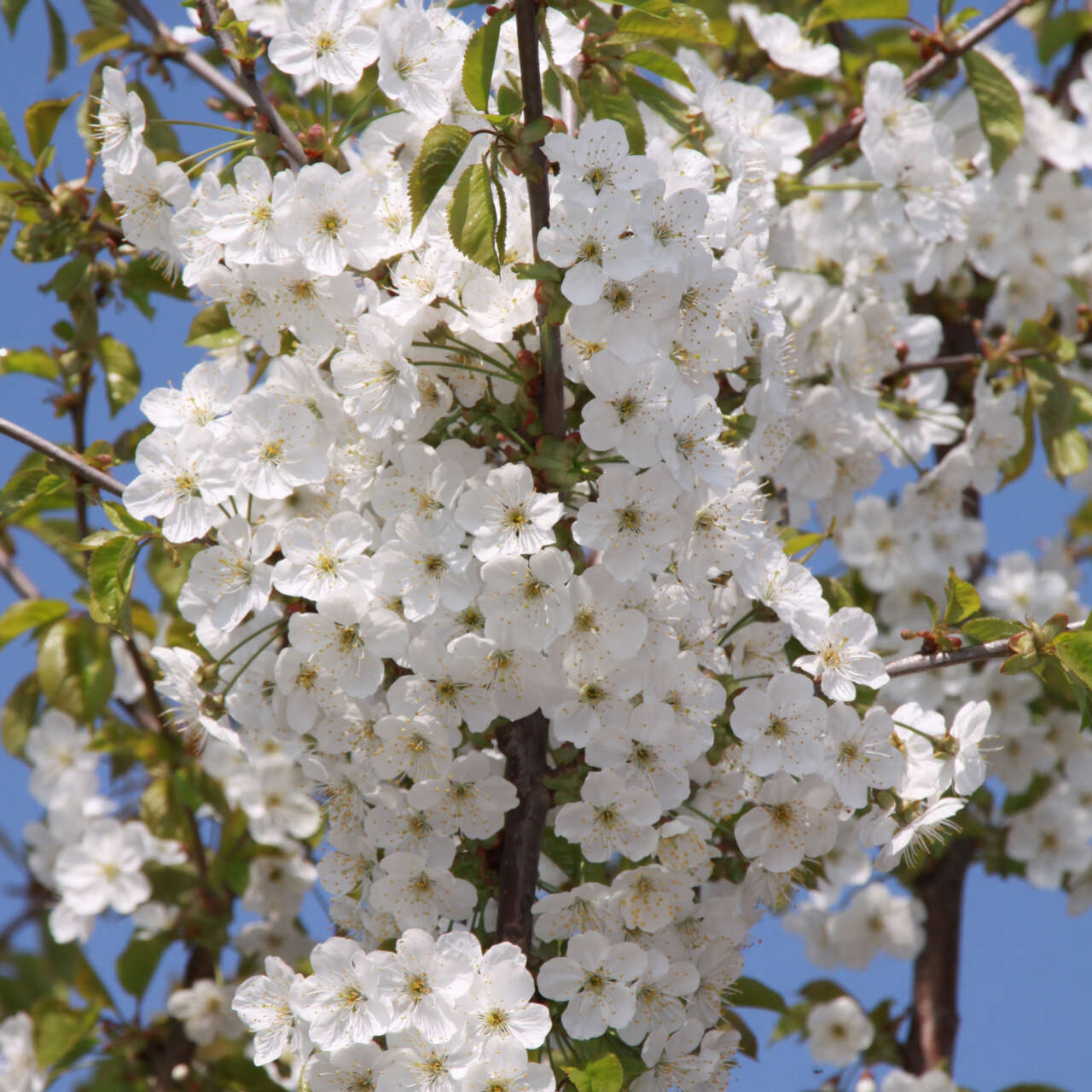 Vogelkirsche Prunus Avium Wei vogelkirsche-prunus-avium-wei