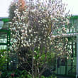 Magnolia denudata: Bild 4/7