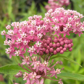 Asclepias incarnata