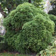 Cryptomeria japonica 'Globosa Nana': Bild 1/3