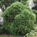Cryptomeria japonica 'Globosa Nana' - Zwerg-Sicheltanne