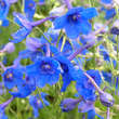 Delphinium grandifl. 'Blauer Zwerg': Bild 1/1