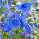 Delphinium grandifl. 'Blauer Zwerg' - Zwerg-Rittersporn