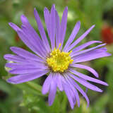 Aster amellus 'Veilchenkönigin' - Bergaster