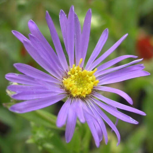 GoldhaarAster (Synonym Galatella) Aster linosyris gelb
