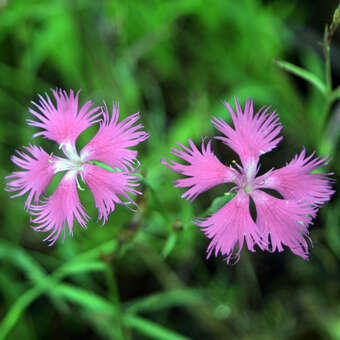 Dianthus sylvestris