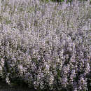 Calamintha nepeta 'Blue Cloud' - Bergminze, Steinquendel