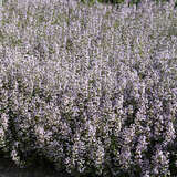 Calamintha nepeta 'Blue Cloud' - Bergminze, Steinquendel