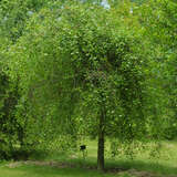 Prunus fruticosa 'Hetzendorf Hänge-Steppenkirsche' - Hänge-Steppenkirsche