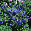 Campanula 'Sarastro': Bild 2/6