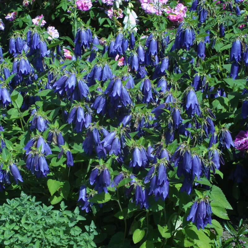 Glockenblume Campanula 'Sarastro' blau