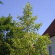 Liriodendron tul. 'Aureomarginatum': Bild 2/5