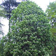 Aesculus hippocastanum 'Baumannii': Bild 1/1