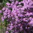 Centaurium erythraea: Bild 1/2