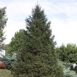 Picea abies - Heimische Fichte