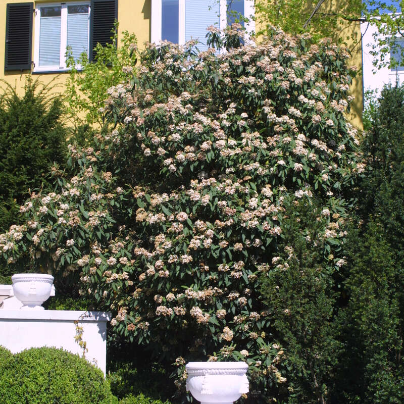 Immergrüner Schneeball Viburnum rhytidophyllum weiß